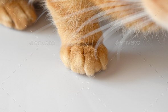 Ginger Cat Paw Closeup Stock Photo By Maliflower73 PhotoDune